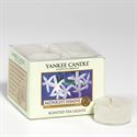 Picture of Midnight Jasmine TEA LIGHTS
