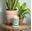 Bild von ALOE & AGAVE SIGNATURE LARGE JAR